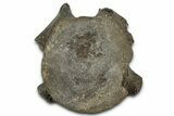 Jurassic Fossil Pliosaur (Liopleurodon) Vertebra - England #352094-2